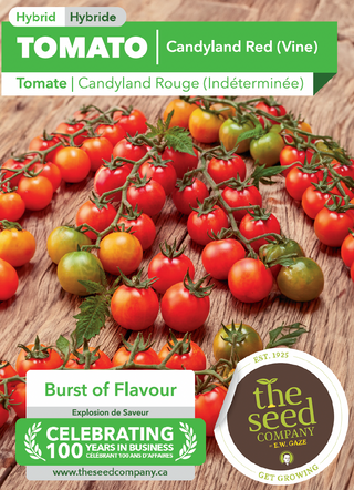 Tomato | Candyland Red (Vine)