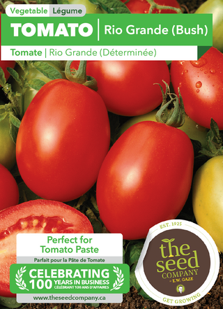 Tomate, brousse du Rio Grande 