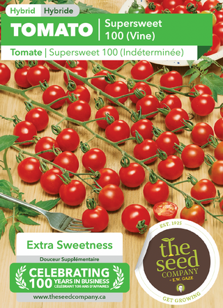 Tomate, vigne hybride SuperSweet 100 