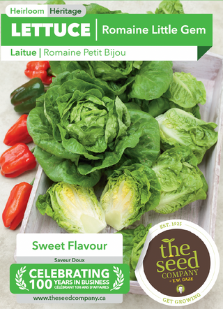 Lettuce | Romaine Little Gem