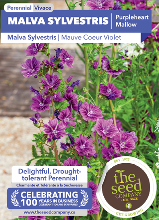 Malva Sylvestris | Purpleheart Mallow