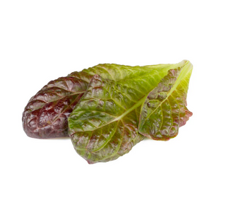 Lettuce