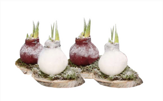 Wax Amaryllis - Woodland Frost - Red Flowering