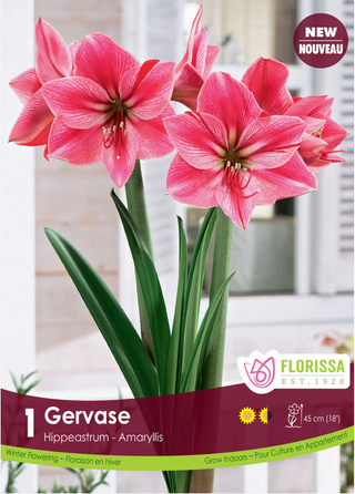 Amaryllis - Gervase Size 34+