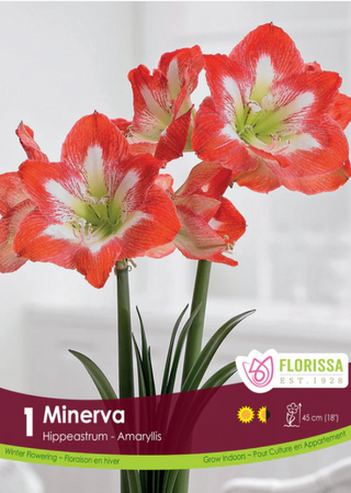 Amaryllis - Minerva 34+