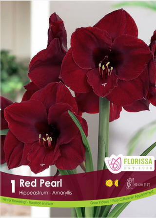 Amaryllis - Red Pearl 34+