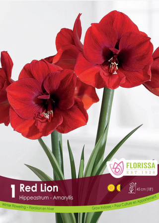 Amaryllis - Red Lion 42+