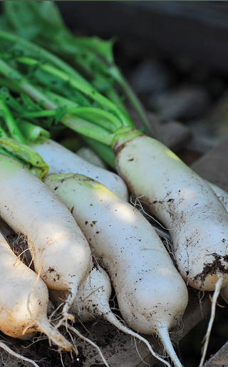 Suttons Seeds -  Radish Mooli