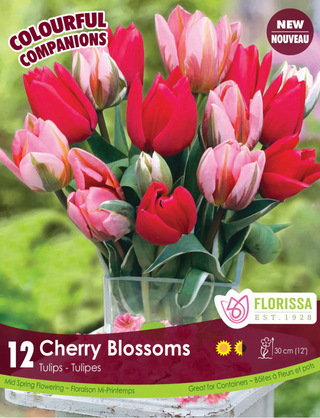 PRE-ORDER Tulip | Cherry Blossoms