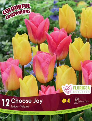 PRE-ORDER Tulip | Choose Joy