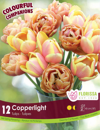 PRE-ORDER Tulip | Copperlight NEW