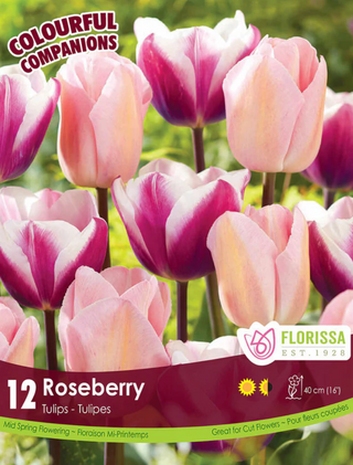 PRE-ORDER Tulip | Roseberry