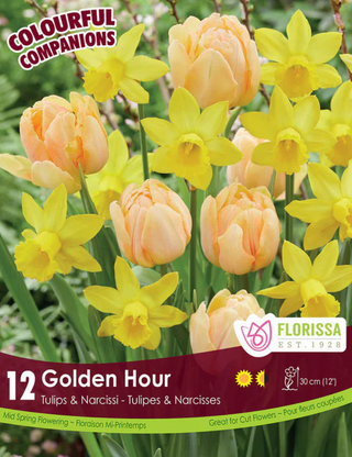 PRE-ORDER Tulip & Narcissi | Golden Hour NEW
