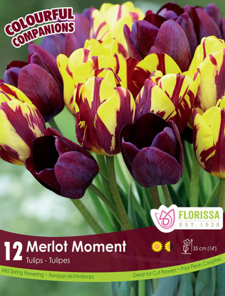 PRE-ORDER Tulip | Merlot Moment