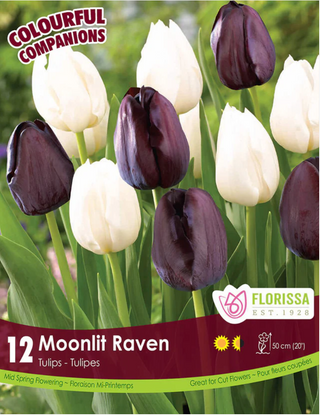 PRE-ORDER Tulip | Moonlit Raven NEW