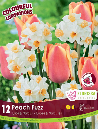 PRE-ORDER Tulip Narcissi | Peach Fuzz