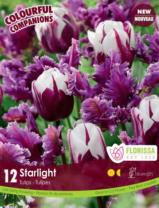 PRE-ORDER Tulip | Starlight