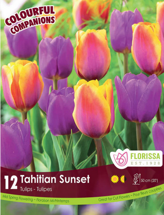 PRE-ORDER Tulip | Tahitian Sunset