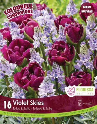 PRE-ORDER Tulip | Violet Skies
