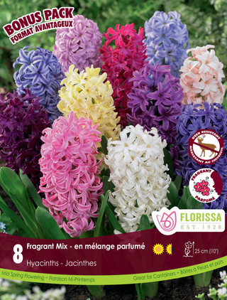 PRE-ORDER Hyacinth | Mix
