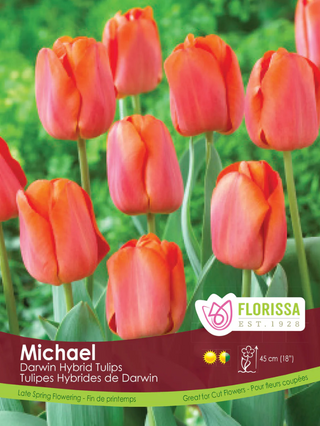 PRE-ORDER Tulip - Michael