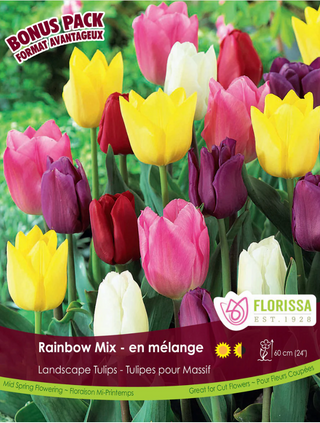 PRE-ORDER Tulip - Rainbow Mix