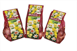 PRE-ORDER Narcissus | Fragrant Mix