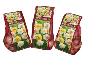 PRE-ORDER Narcissus | Double Mix Mesh Bagged Bulbs