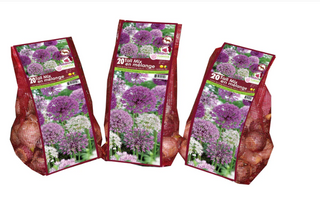 PRE-ORDER Allium | Mix