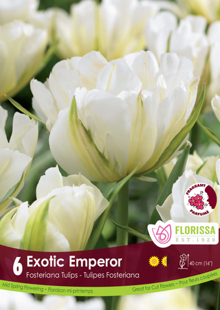 PRE-ORDER Tulip | Exotic Emperor
