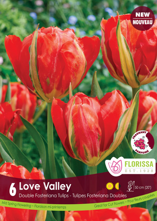 PRE-ORDER Tulip | Love Valley