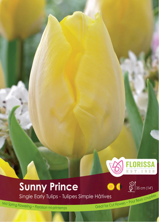 PRE-ORDER Tulip | Sunny Prince