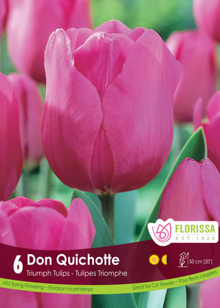 PRE-ORDER Tulip | Don Quichotte