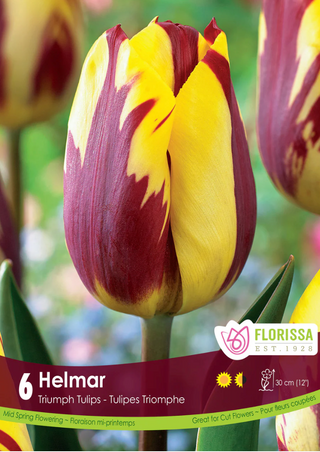 PRE-ORDER Tulip | Helmar