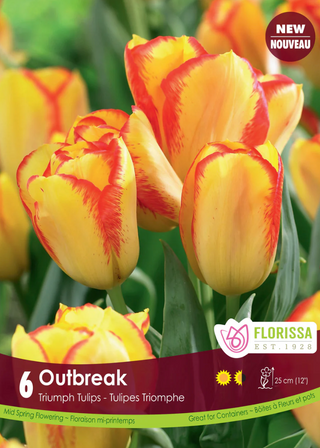 PRE-ORDER Tulip | Outbreak