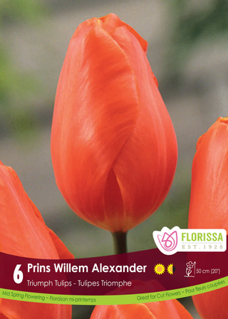 PRE-ORDER Tulip | Prins Willem Alexander