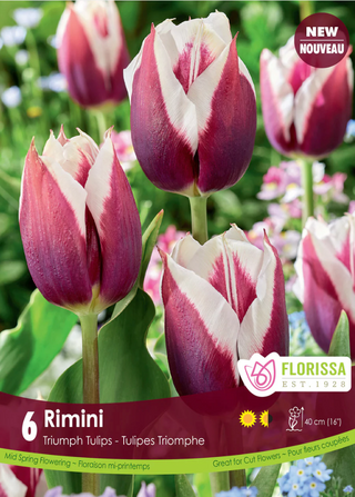 PRE-ORDER Tulip | Rimini