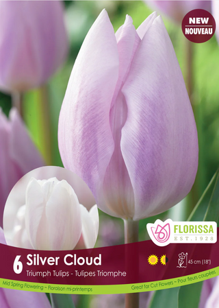 PRE-ORDER Tulip | Silver Cloud