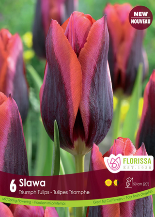 PRE-ORDER Tulip | Slawa