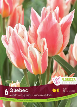 PRE-ORDER Tulip | Quebec