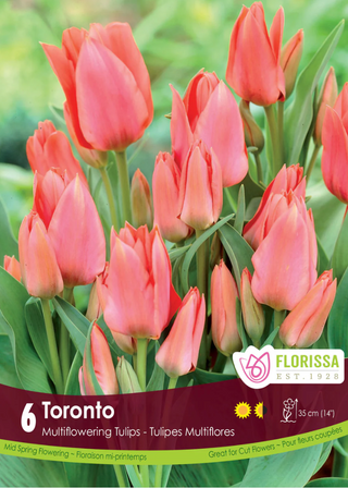 PRE-ORDER Tulip | Toronto