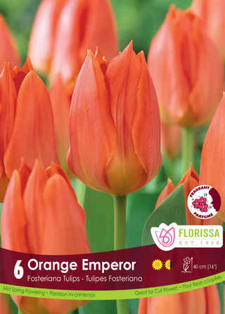 PRE-ORDER Tulip | Orange Emperor