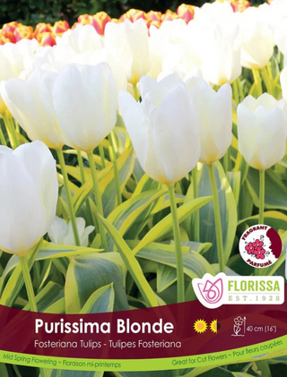 PRE-ORDER Tulip | Purissima Blonde NEW