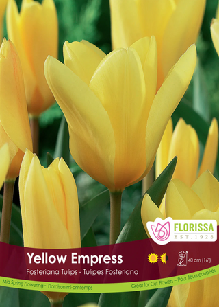 PRE-ORDER Tulip | Yellow Empress