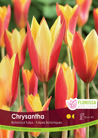 PRE-ORDER Tulip Mini Botanical | Chrysantha