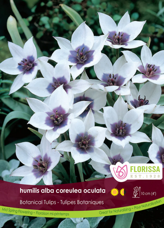 PRE-ORDER Tulip Mini Botanical | Humilis Alba Coreulea Oculata