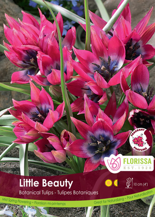 PRE-ORDER Tulip Mini Botanical | Little Beauty