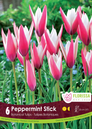 PRE-ORDER Tulip Mini Botanical | Peppermint StickPops
