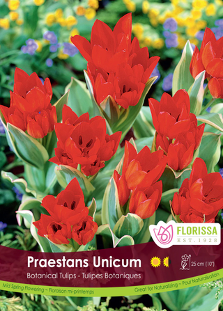 PRE-ORDER Tulip Mini Botanical | Praestans Unicum