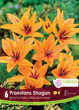 PRE-ORDER Tulip Mini Botanical | Praestans Shogun